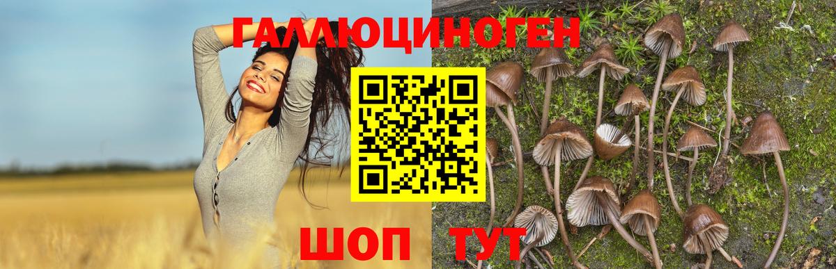 Галлюциногенные грибы Psilocybe Губкинский